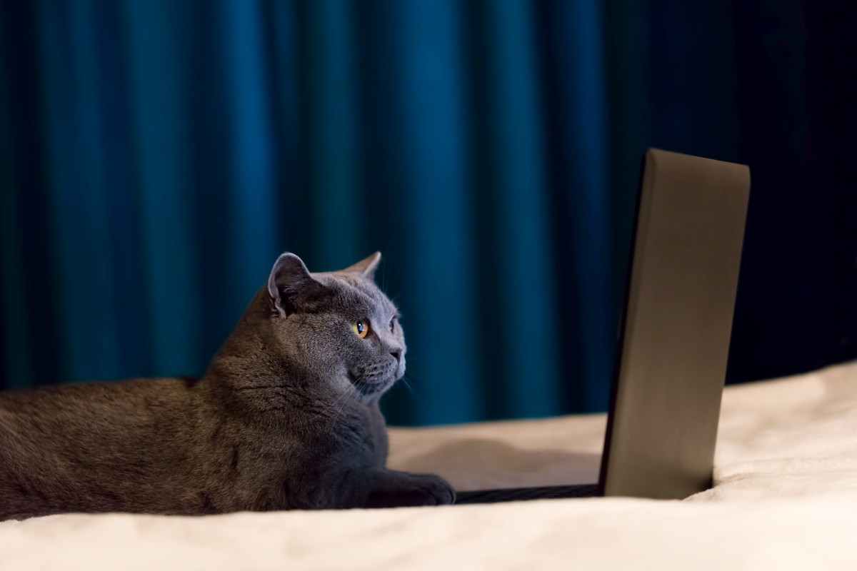 kotek przy laptopie