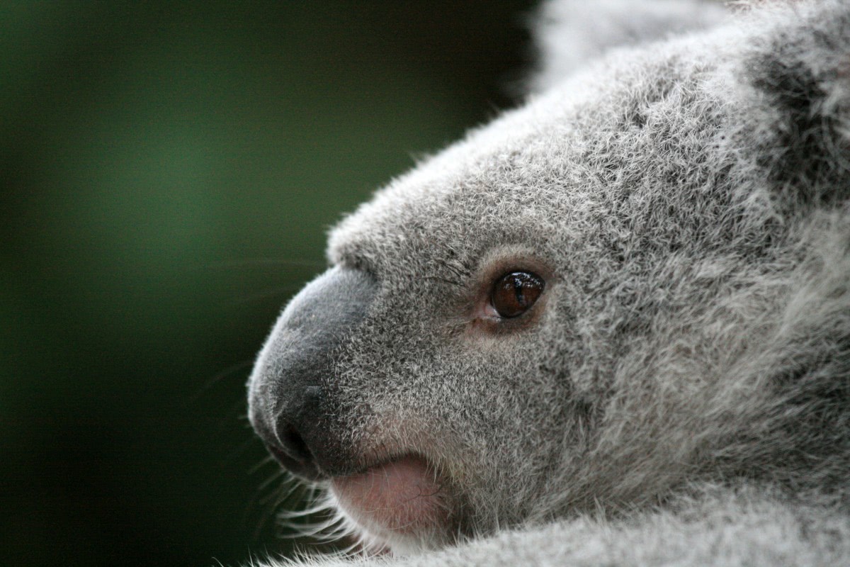miś koala